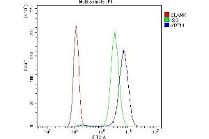 Flow Cytometry analysis of SiHa cells using anti-Cytokeratin 14 antibody (ABIN4886653). (KRT14 anticorps  (C-Term))