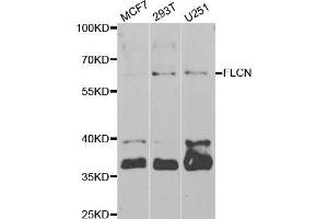 Western blot analysis of extracts of various cell lines, using FLCN antibody (ABIN5973885) at 1/1000 dilution. (FLCN anticorps)