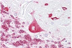 Anti-PURA antibody IHC staining of human brain, cerebellum.