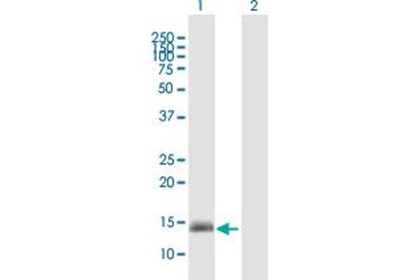 GPR157 anticorps  (AA 1-155)