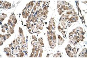 Immunohistochemical staining (Formalin-fixed paraffin-embedded sections) of human muscle with ITGB1BP2 polyclonal antibody  at 4-8 ug/mL working concentration. (ITGB1BP2 anticorps  (N-Term))