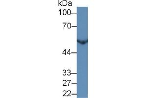 Detection of NSE in Human HepG2 cell lysate using Monoclonal Antibody to Enolase, Neuron Specific (NSE)