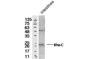 Mouse intesting lysates probed with Rabbit Anti-RhoC Polyclonal Antibody, Unconjugated  at 1:300 overnight at 4˚C. (RHOC anticorps  (AA 101-193))