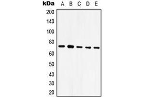 Western blot analysis of GRP75 expression in HeLa (A), NIH3T3 (B), SP2/0 (C), mouse brain (D), rat brain (E) whole cell lysates.