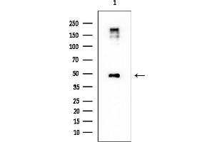 anti-Interaction Protein For Cytohesin Exchange Factors 1 (IPCEF1) antibody