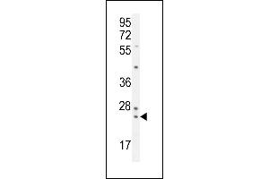 UF Antibody (Center) (ABIN654921 and ABIN2850478) western blot analysis in K562 cell line lysates (35 μg/lane). (ZG16B anticorps  (AA 109-137))