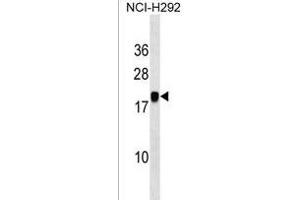 PGSF1 Antibody (Center) (ABIN1538190 and ABIN2850275) western blot analysis in NCI- cell line lysates (35 μg/lane). (MIR7-3HG anticorps  (AA 26-54))