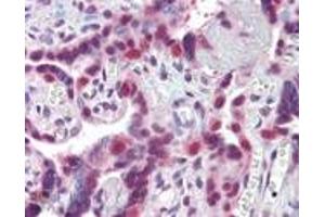 Immunohistochemistry analysis of human placenta tissue stained with HSP40/Hdj1, pAb at 10 μg/mL. (DNAJB1 anticorps)
