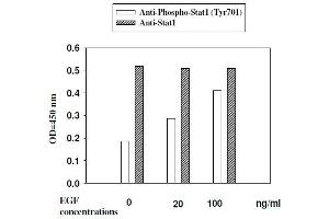 A431 cells were stimulated by different concentrations of EGF for 30 minutes at 37 °C.