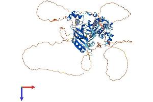 AlphaFold protein structure predicition of Mouse Recombinant Mark4 Protein, UniprotID Q8CIP4