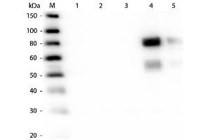Western Blot of Anti-Rat IgM (mu chain) (RABBIT) Antibody . (Lapin anti-Rat IgM (Heavy Chain) Anticorps (Biotin) - Preadsorbed)
