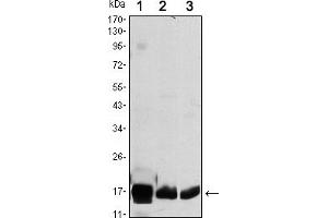Western blot analysis using COX4I1 mouse mAb against HEK293 (1), A549 (2) and PC12 (3) cell lysate. (COX IV anticorps)