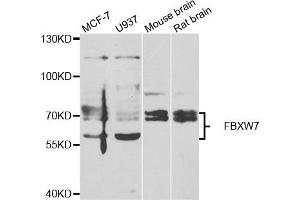 Western blot analysis of extracts of various cell lines, using FBXW7 antibody. (FBXW7 anticorps)