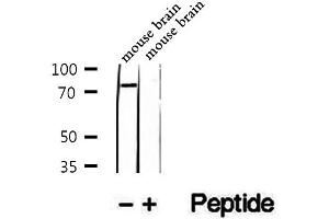 anti-Aryl Hydrocarbon Receptor Nuclear Translocator-Like (ARNTL) (pSer42) antibody