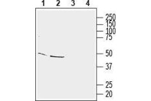 Western blot analysis of mouse brain membranes (lanes 1 and 3) and rat brain lysate (lanes 2 and 4): - 1,2.