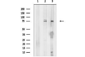 anti-Poly(A) Binding Protein, Cytoplasmic 3 (PABPC3) (Internal Region) antibody