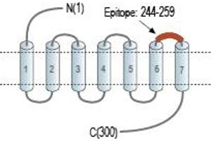 Free Fatty Acid Receptor 1 (FFAR1) peptide