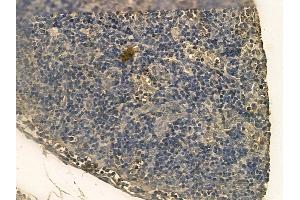 KIAA0100 Mouse Monoclonal Antibody at 1/100 staining rat pancreatic tissue by IHC-P. (KIAA0100/BCOX1 anticorps)