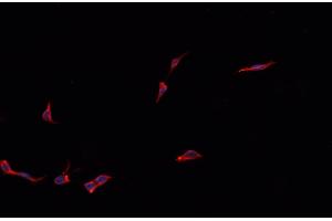 ABIN6279215 staining HepG2? (KCNMB1 anticorps)
