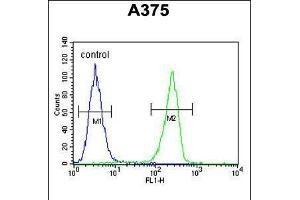 Flow cytometric analysis of A375 cells (right histogram) compared to a negative control cell (left histogram). (LUM anticorps  (AA 198-227))