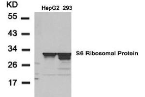 Image no. 3 for anti-Ribosomal Protein S6 (RPS6) (AA 233-237) antibody (ABIN197470) (RPS6 anticorps  (AA 233-237))