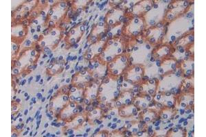 DAB staining on IHC-P; Samples: Mouse Kidney Tissue (ATP1B1 anticorps  (AA 53-304))