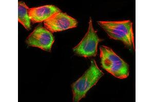 Immunocytochemistry (ICC) image for anti-Prosaposin (PSAP) (AA 325-524) antibody (ABIN1845961)