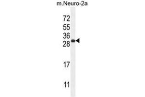 BHLHA15 Antibody (C-term) western blot analysis in mouse Neuro-2a cell line lysates (35µg/lane). (BHLHA15 anticorps  (C-Term))