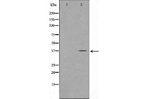Western blot analysis on COS7 cell lysate using FOXL1 Antibody，The lane on the left is treated with the antigen-specific peptide. (FOXL1 anticorps)