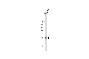 Anti-COXIV Antibody at 1:2000 dilution + BA/F3 whole cell lysate Lysates/proteins at 20 μg per lane. (COX IV anticorps  (AA 49-83))