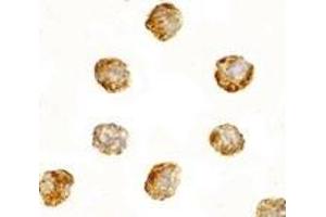 Immunohistochemistry (IHC) image for anti-Dynein, Axonemal, Light Chain 1 (DNAL1) (C-Term) antibody (ABIN1030363) (DNAL1 anticorps  (C-Term))