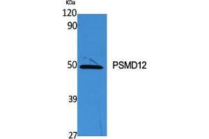 Western Blot (WB) analysis of specific cells using PSMD12 Polyclonal Antibody. (PSMD12 anticorps  (Internal Region))