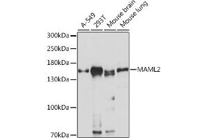 Western blot analysis of extracts of various cell lines, using M Rabbit pAb (ABIN7268410) at 1:1000 dilution. (MAML2 anticorps  (AA 750-850))