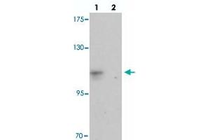 Western blot analysis of CASKIN2 in HeLa cell lysate with CASKIN2 polyclonal antibody  at 1 ug/mL in (lane 1) the absence and (lane 2) the presence of blocking peptide.