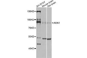 Western blot analysis of extracts of various cell lines, using ARNT Antibody (ABIN5970360) at 1/1000 dilution. (ARNT anticorps)