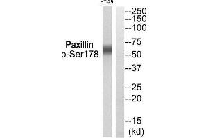 Western Blotting (WB) image for anti-Paxillin (PXN) (pSer178) antibody (ABIN1847704) (Paxillin anticorps  (pSer178))