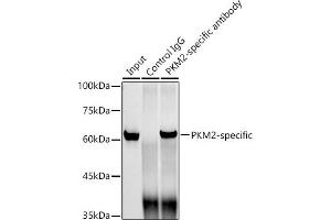 Immunoprecipitation analysis of 300 μg extracts of HeLa cells using 3 μg PKM2-specific antibody (ABIN7269779). (PKM2 anticorps)