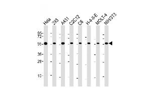 All lanes : Anti-RAD21 Antibody (C-Term) at 1:2000 dilution Lane 1: Hela whole cell lysate Lane 2: 293 whole cell lysate Lane 3: A431 whole cell lysate Lane 4: C2C12 whole cell lysate Lane 5: C6 whole cell lysate Lane 6: H-4-II-E whole cell lysate Lane 7: MOLT-4 whole cell lysate Lane 8: NIH/3T3 whole cell lysate Lysates/proteins at 20 μg per lane. (RAD21 anticorps  (AA 501-535))