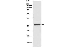 Western blot analysis of 14-3-3 gamma expression in HeLa cell lysate.