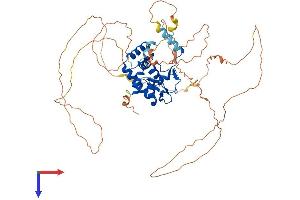AlphaFold protein structure predicition of Mouse Recombinant Nfib Protein, UniprotID P97863