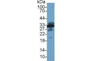 Detection of GAL3 in Mouse Testis lysate using Polyclonal Antibody to Galectin 3 (GAL3)