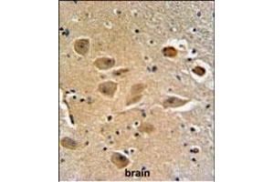 MILK2 Antibody (C-term) (ABIN651094 and ABIN2840068) IHC analysis in formalin fixed and paraffin embedded human brain tissue followed by peroxidase conjugation of the secondary antibody and DAB staining. (MICALL2 anticorps  (C-Term))