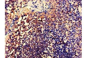IHC image of ABIN7148735 diluted at 1:600 and staining in paraffin-embedded human tonsil tissue performed on a Leica BondTM system. (CELF2 anticorps  (AA 291-381))