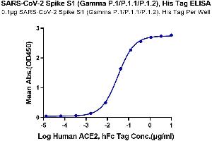 SARS-CoV-2 Spike S1 (P.1 - gamma) protein (His tag)