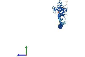 AlphaFold protein structure predicition of Mouse Recombinant Asgr1 Protein, UniprotID P34927
