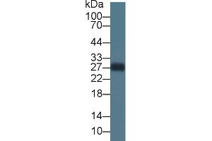 Detection of APOA1 in Rabbit Lung lysate using Monoclonal Antibody to Apolipoprotein A1 (APOA1)