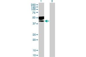 Western Blot analysis of IL1R2 expression in transfected 293T cell line by IL1R2 MaxPab polyclonal antibody.