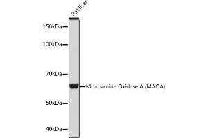 Western blot analysis of extracts of Rat liver, using Monoamine Oxidase A (MAOA) (MAOA) Rabbit mAb (ABIN1682632, ABIN3018542, ABIN3018543 and ABIN7101625) at 1:1000 dilution.