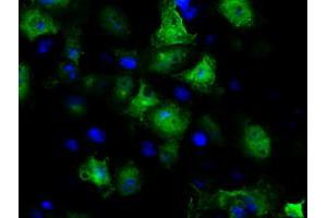 Anti-GBE1 mouse monoclonal antibody (ABIN2453068) immunofluorescent staining of COS7 cells transiently transfected by pCMV6-ENTRY GBE1 (RC204152). (GBE1 anticorps)