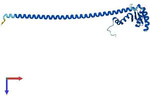 AlphaFold protein structure predicition of Human Recombinant ATP6V1E2 Protein, UniprotID Q96A05